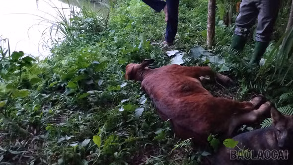 Văn Bàn tăng cường phòng, chống dịch bệnh trên đàn gia súc, gia cầm