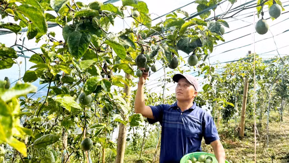 Hiệu quả các chương trình mục tiêu quốc gia tại Bắc Hà