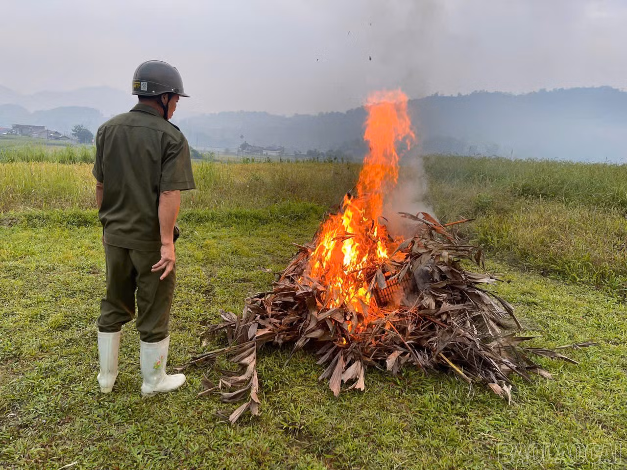 baolaocai-br_86d23aad-cc08-48f8-921b-8bdfed1743bf.jpg