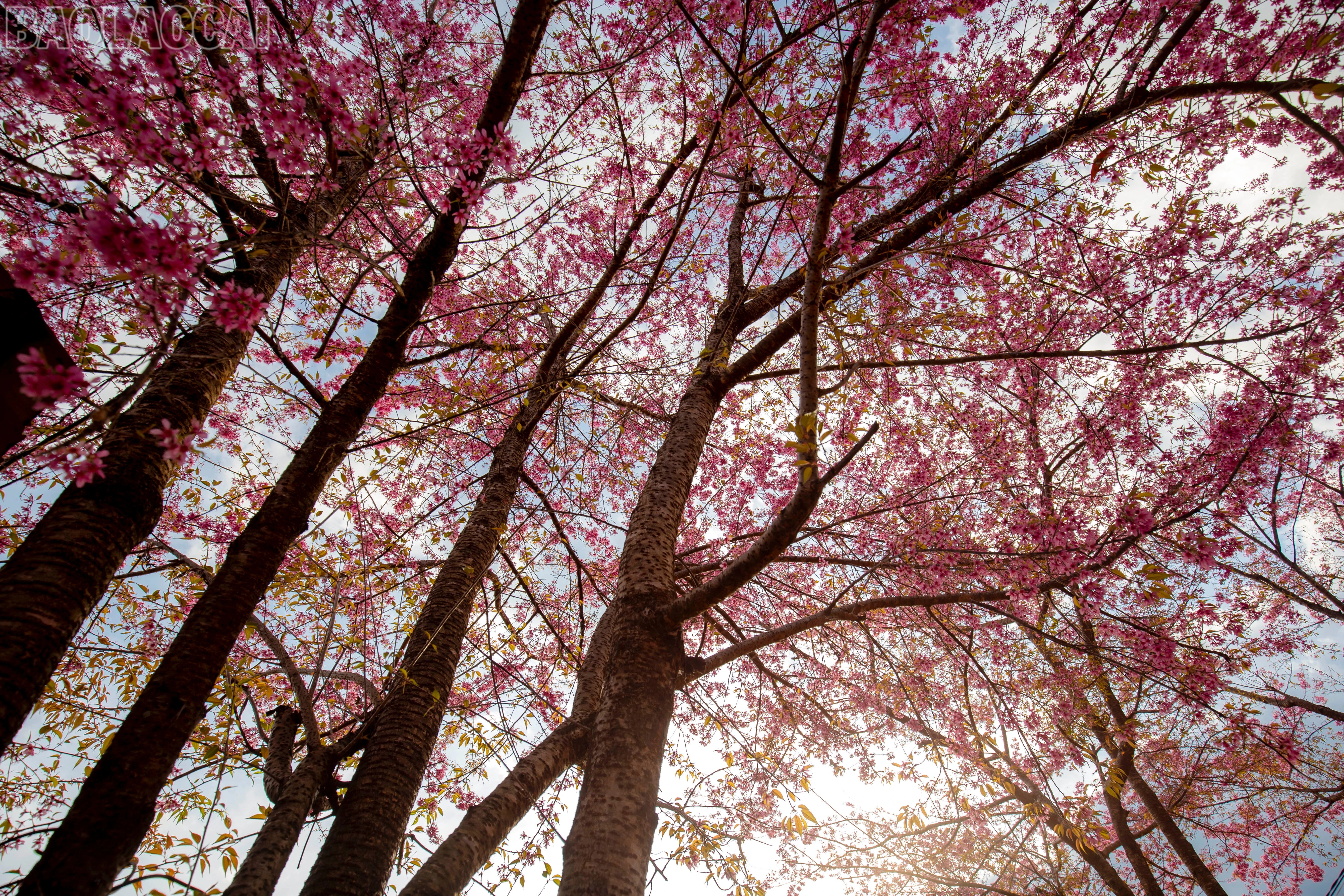 baolaocai-tl_img-4219.jpg