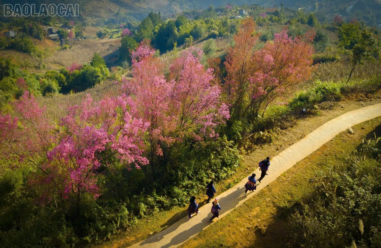 baolaocai-tl_z7383698135226-76ed2e6265107a8207925bbcd86e75d4.jpg