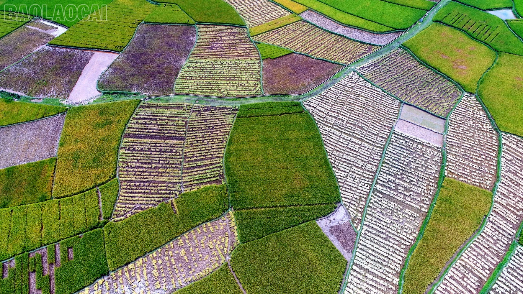 baolaocai-tl_dji-0164.jpg
