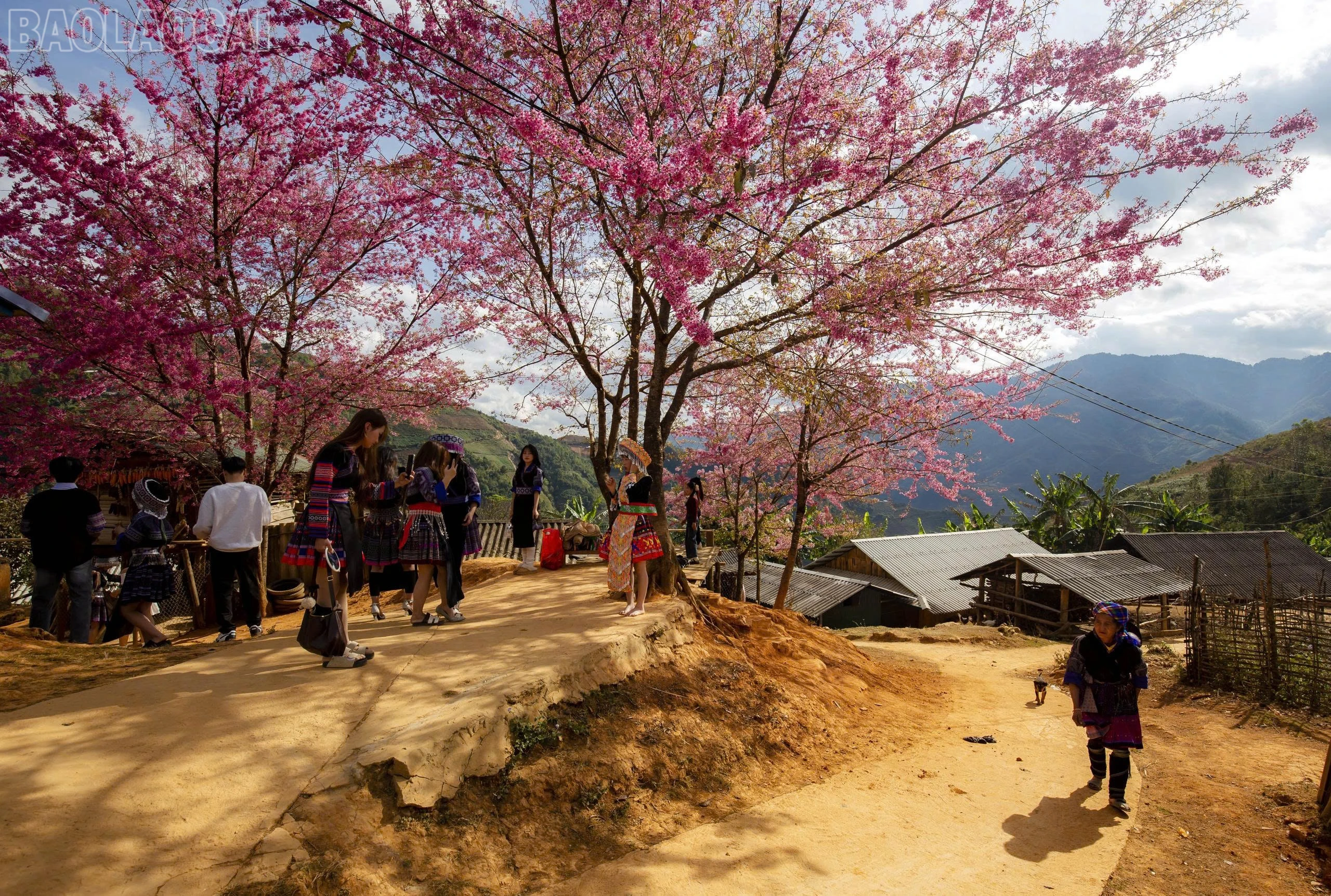 baolaocai-tl_z7366591042254-9b27c5d2be58cc4158f3316eb7b65bfc.jpg