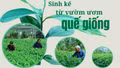 Sinh kế từ vườn ươm quế giống