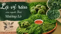 Lạ vị rau của người Thái Mường Lò