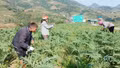 Từ 20/8/2026, mô hình khuyến nông tại vùng khó khăn được hỗ trợ tối đa 100% chi phí