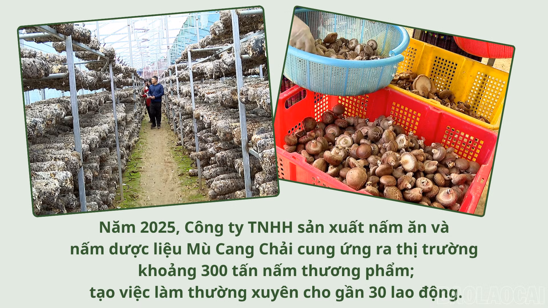 baolaocai-br_anh-sua-lai-4.png
