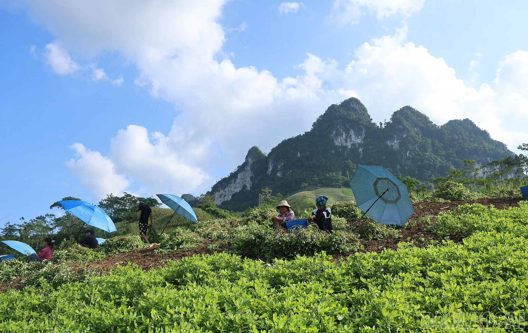 baolaocai-br_img-8242.jpg