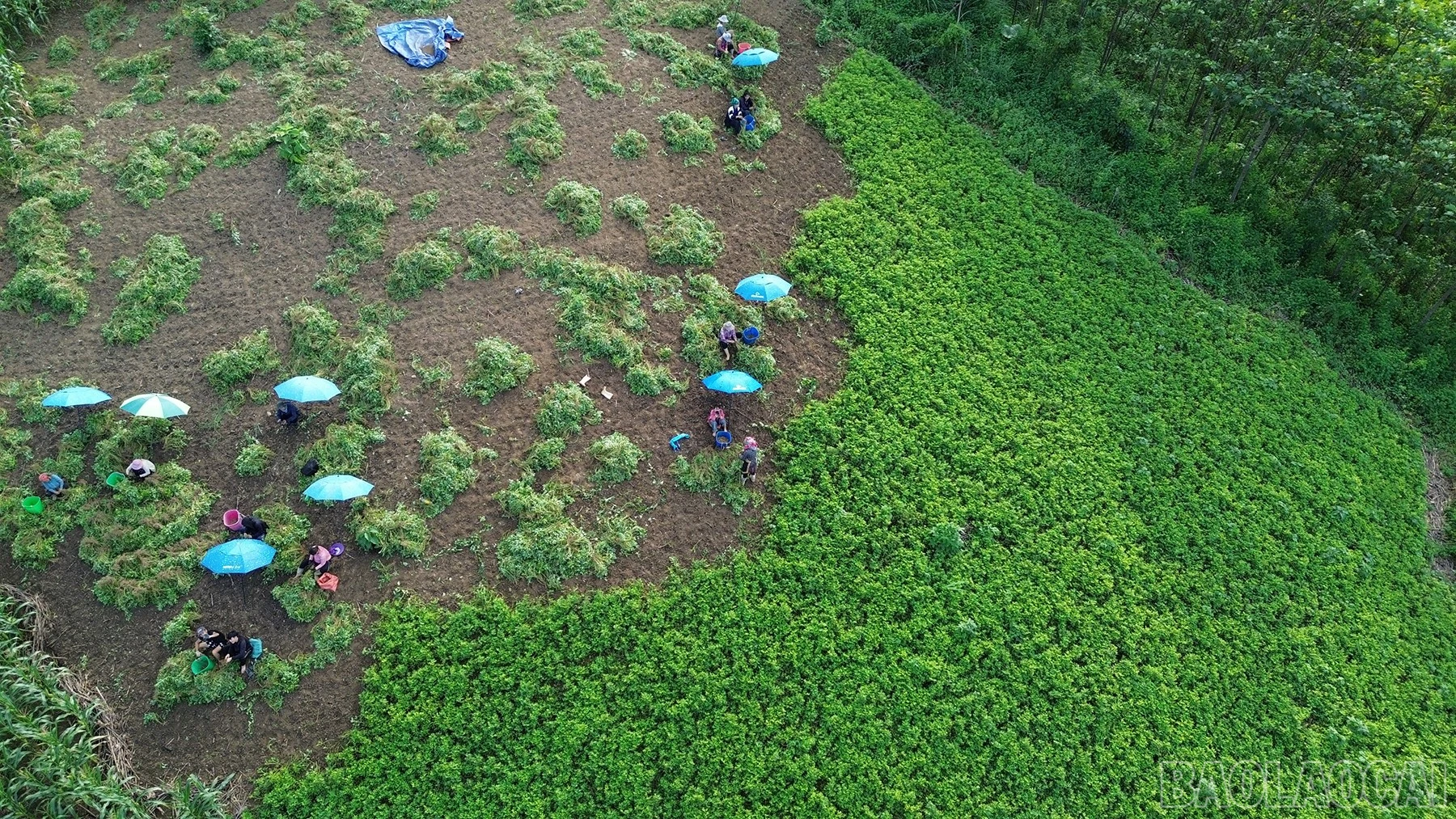 baolaocai-br_dji-0029.jpg