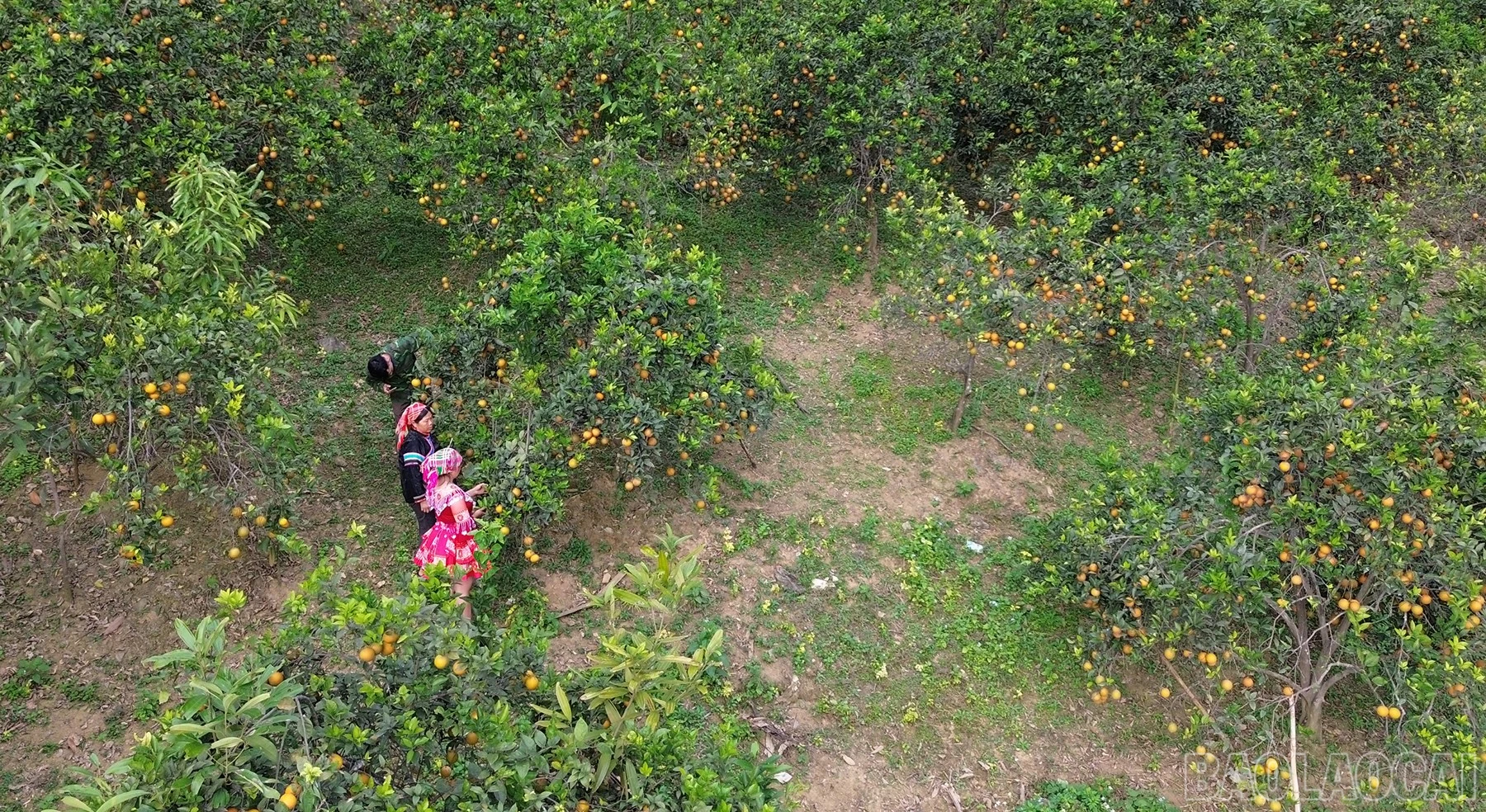 baolaocai-br_dji-0588.jpg