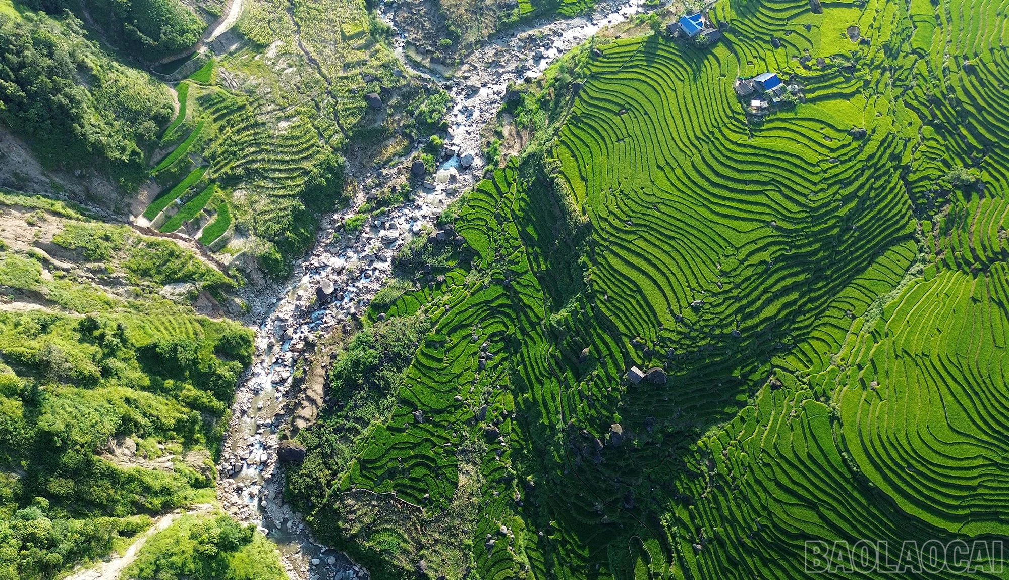 baolaocai-br_dji-0770mp400-00-32-16still001.jpg