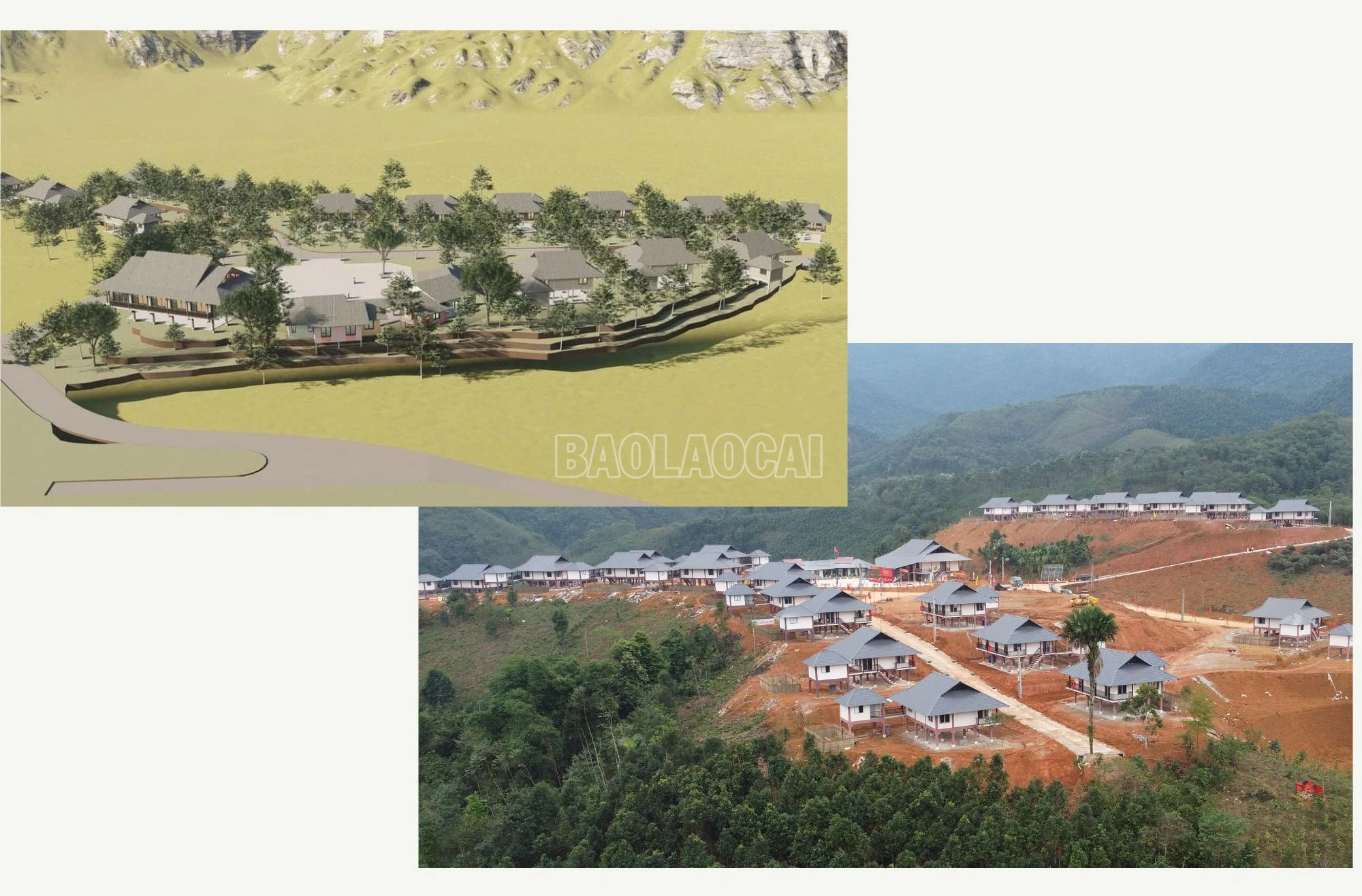 baolaocai-c_4.jpg