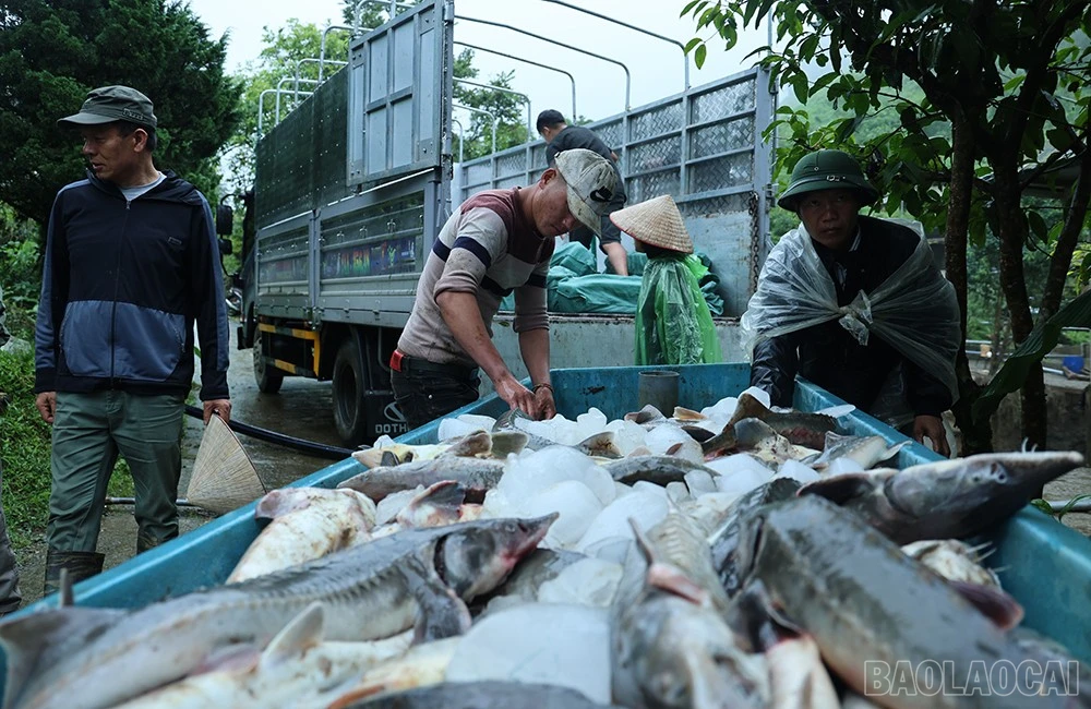 Nước lũ tràn vào các bể cá gây thiệt hại nặng cho các trang trại cá nước lạnh.