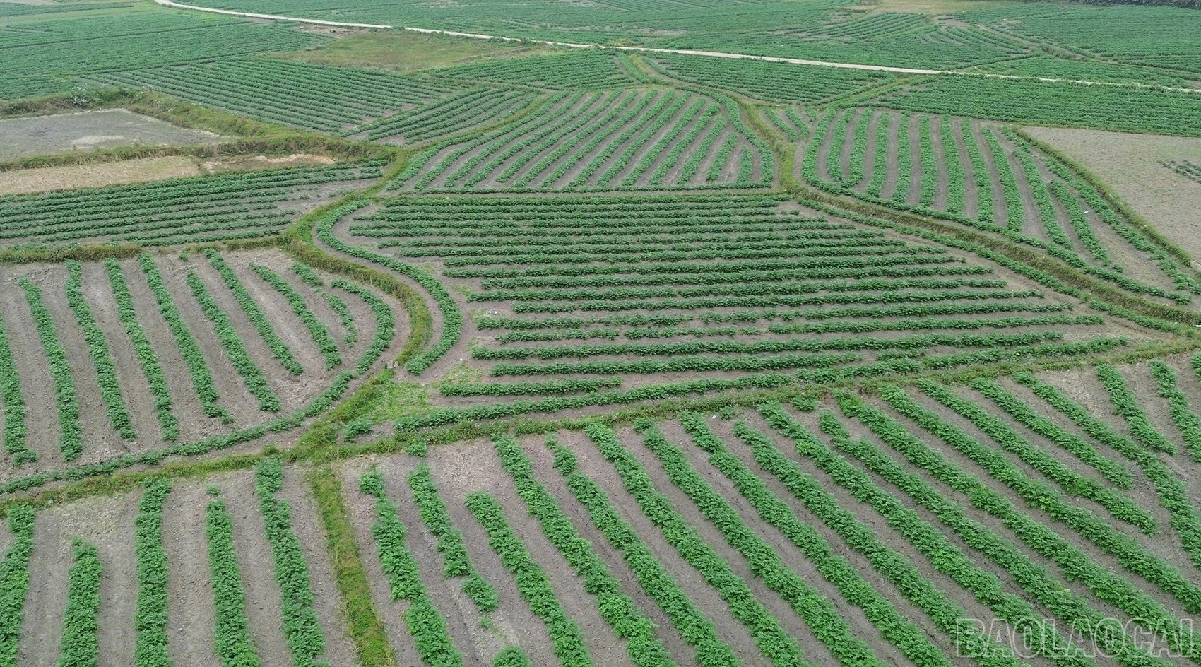 baolaocai-br_dji-0760.jpg