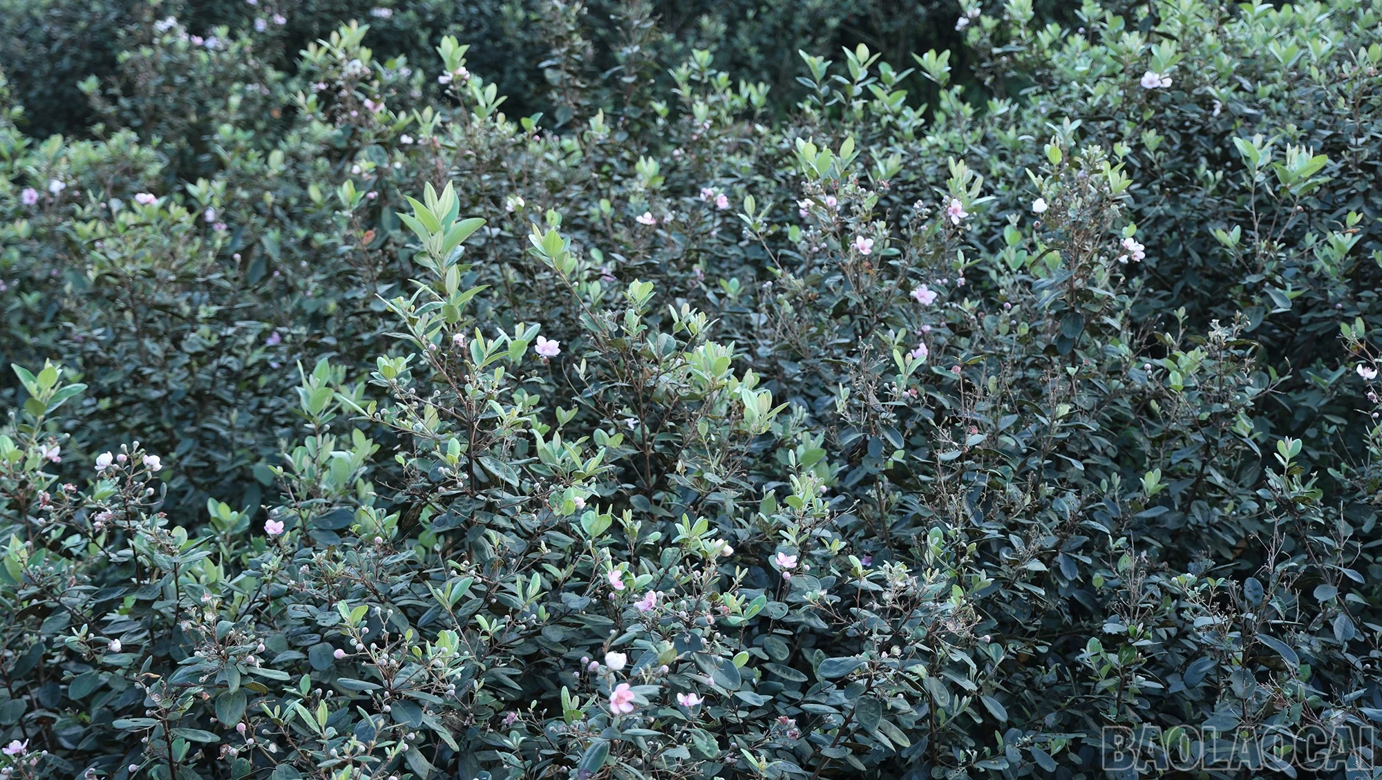 baolaocai-br_img-1514.jpg