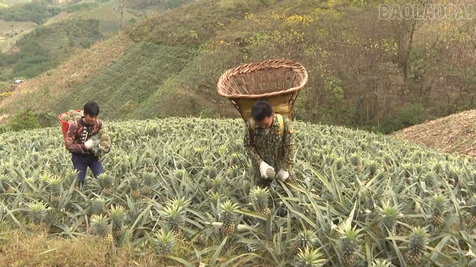 baolaocai-tr_thu-hoach-dua.jpg