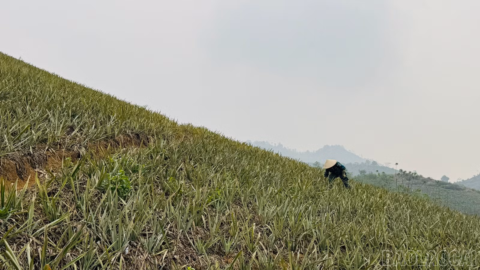 baolaocai-br_chi-huong.jpg