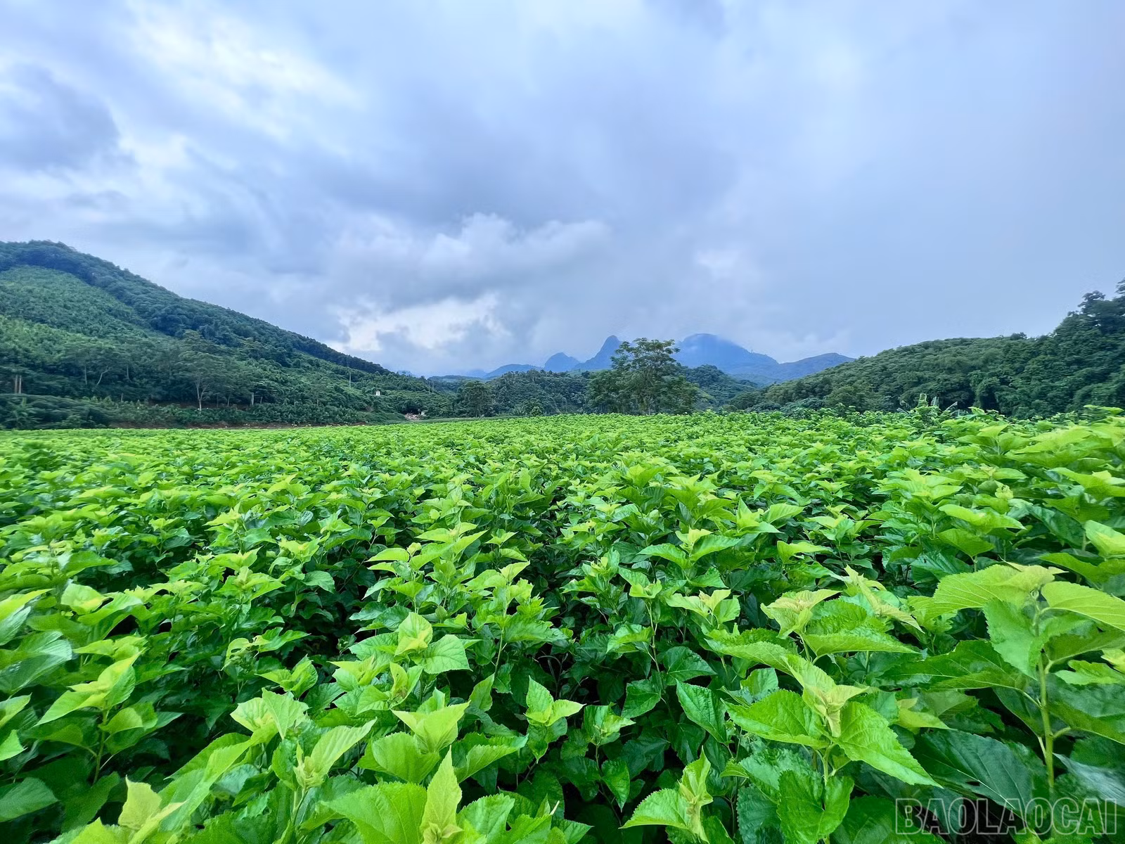 baolaocai-br_vung-dau-lao-cai.jpg
