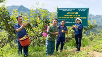 Đánh thức vùng đất cằn Pha Long