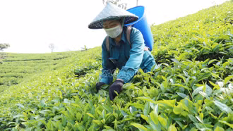 Nông dân Mường Khương thu gần 68 tỷ đồng từ chè xuân