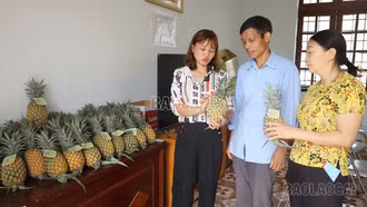 Hợp tác xã Thịnh Phong - nòng cốt liên kết sản xuất, tiêu thụ nông sản ở xã Bản Lầu