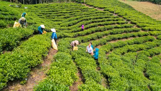 Quỹ hỗ trợ nông dân giúp nông dân Lào Cai vươn lên làm giàu bền vững
