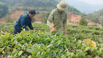 Nông dân Mường Khương bước vào thu hoạch chè vụ xuân