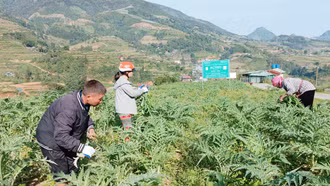 Lào Cai hỗ trợ đến 10 tỷ đồng/dự án chế biến dược liệu