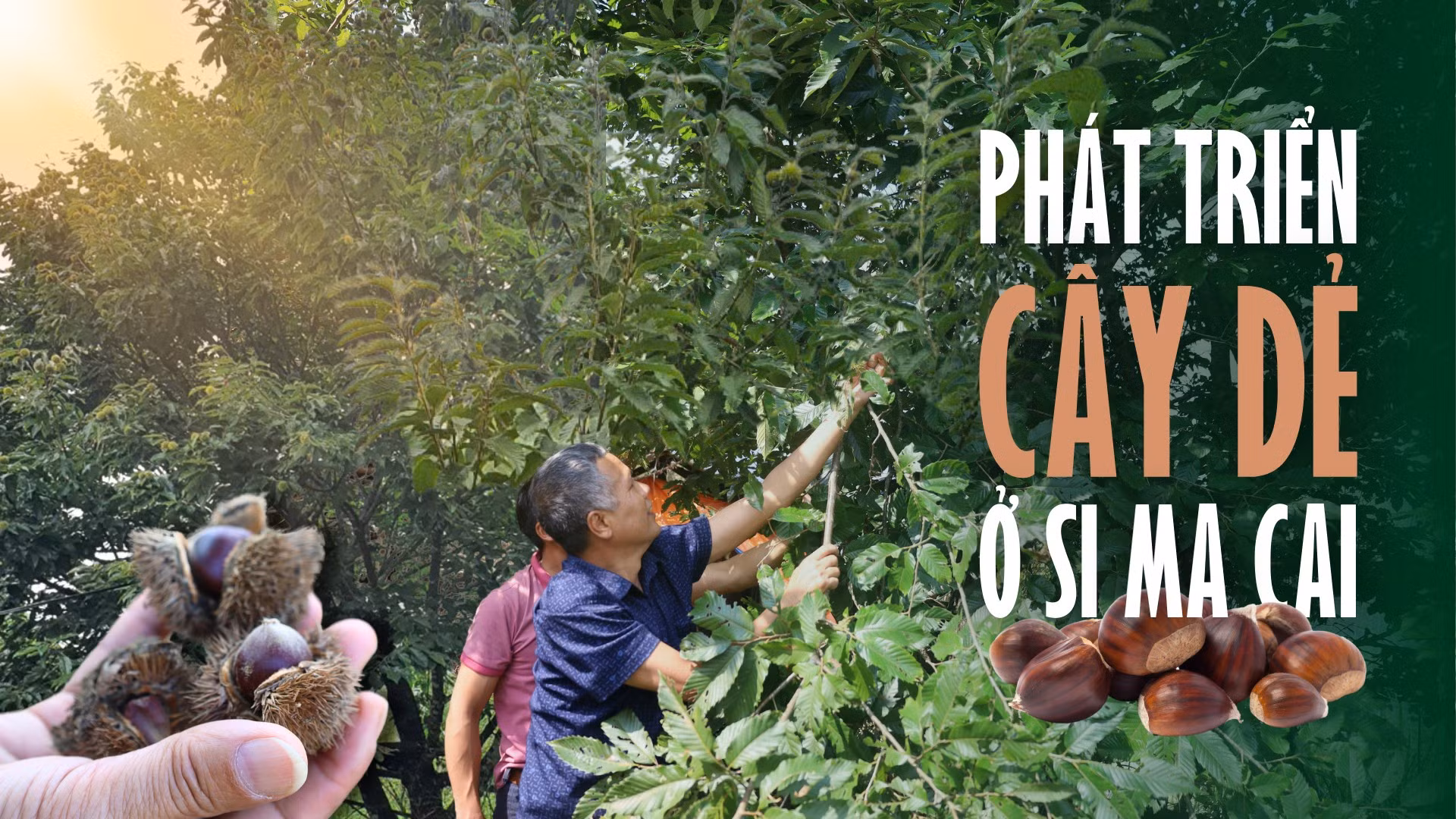 Phát triển cây dẻ ở Si Ma Cai
