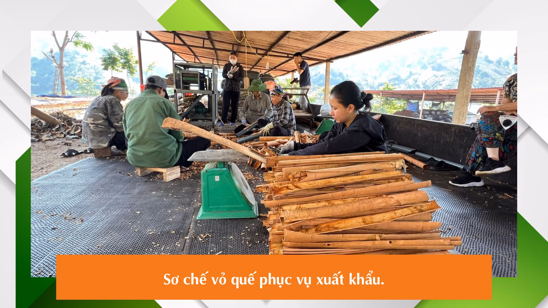 Nụ cười mùa quế.png