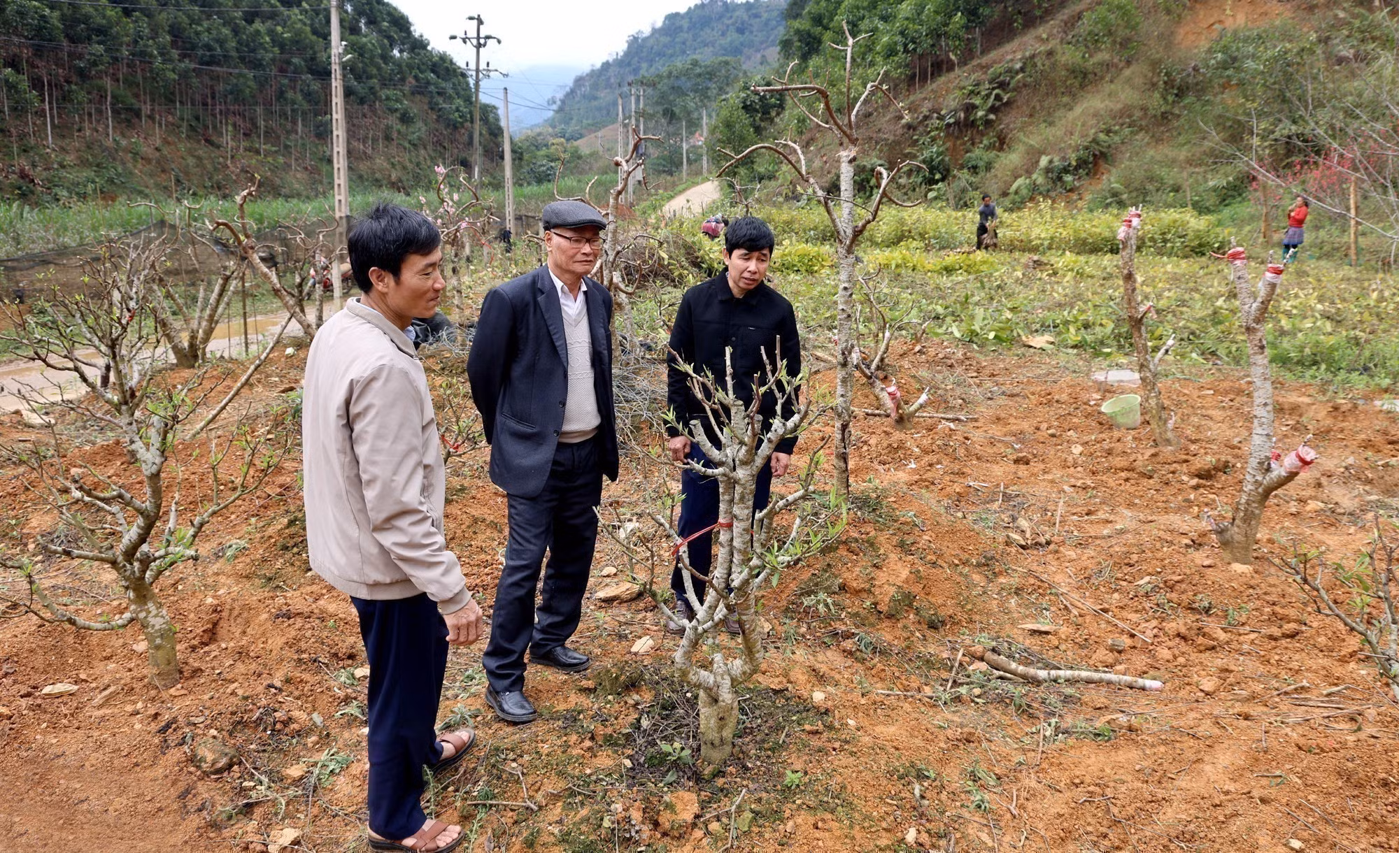 Trồng đào cảnh - hướng làm kinh tế mới ở xã Điện Quan.