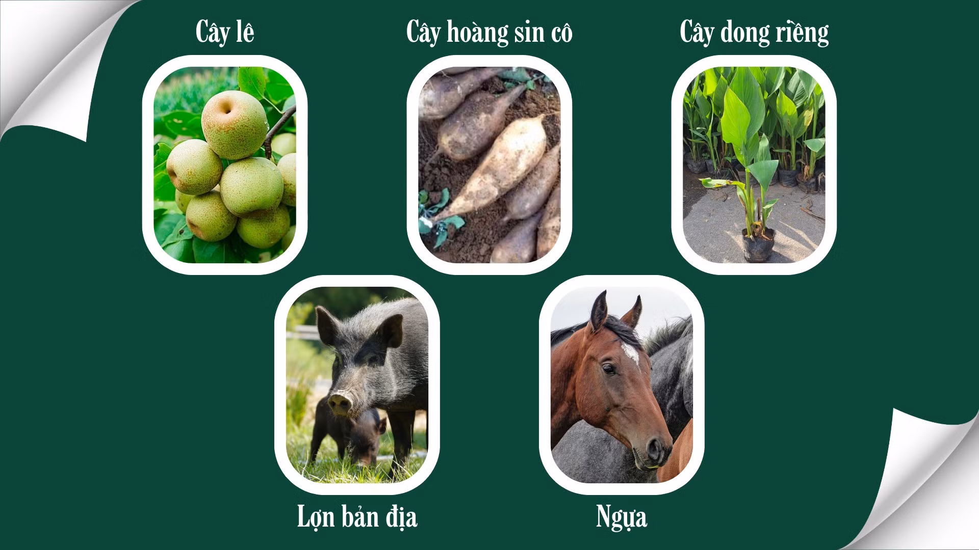pa-cheo-no-luc-giam-ngheo-bang-3-cay-2-con.png