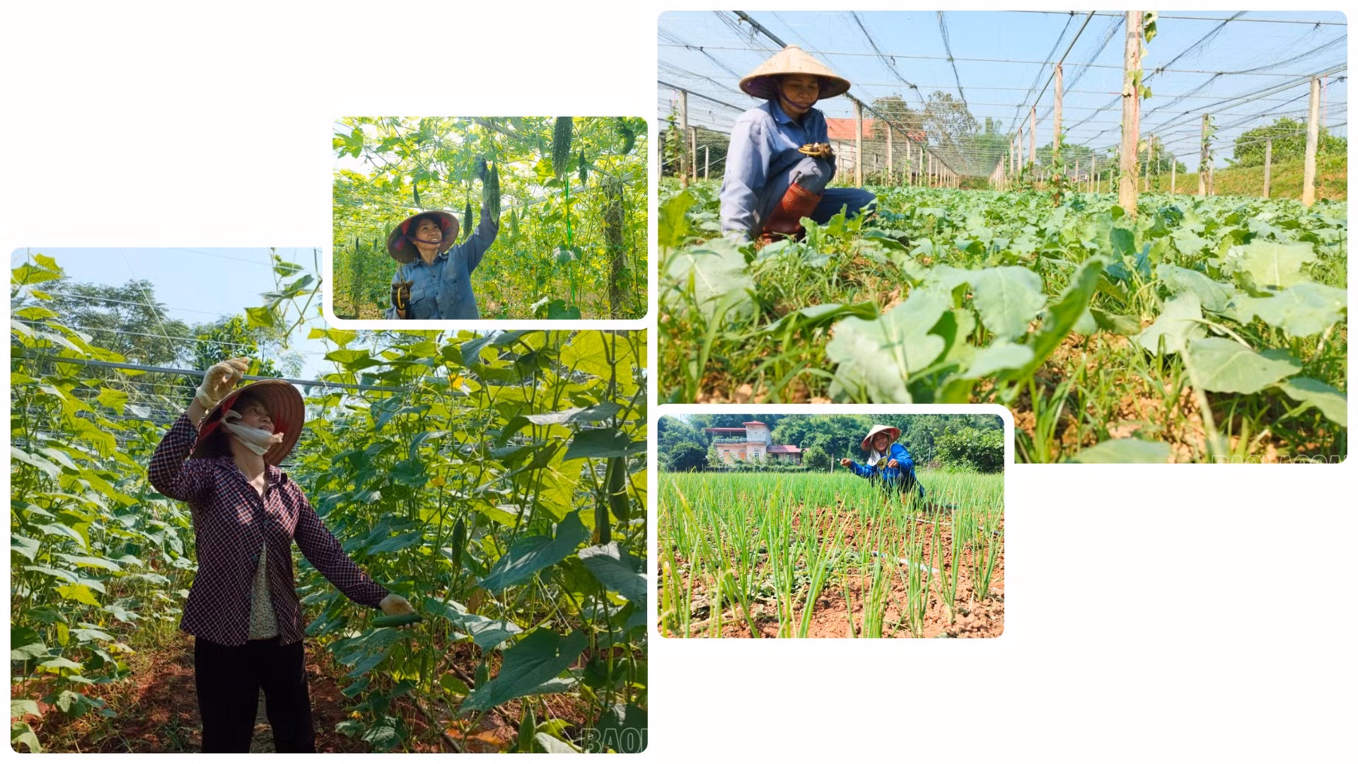 Các chủng loại rau, màu được bà con đưa vào gieo trồng sau mưa lũ gồm: mướp đắng, mướp ngọt, đậu đỗ các loại, su hào, su su, cải bắp, cà chua, rau gia vị...