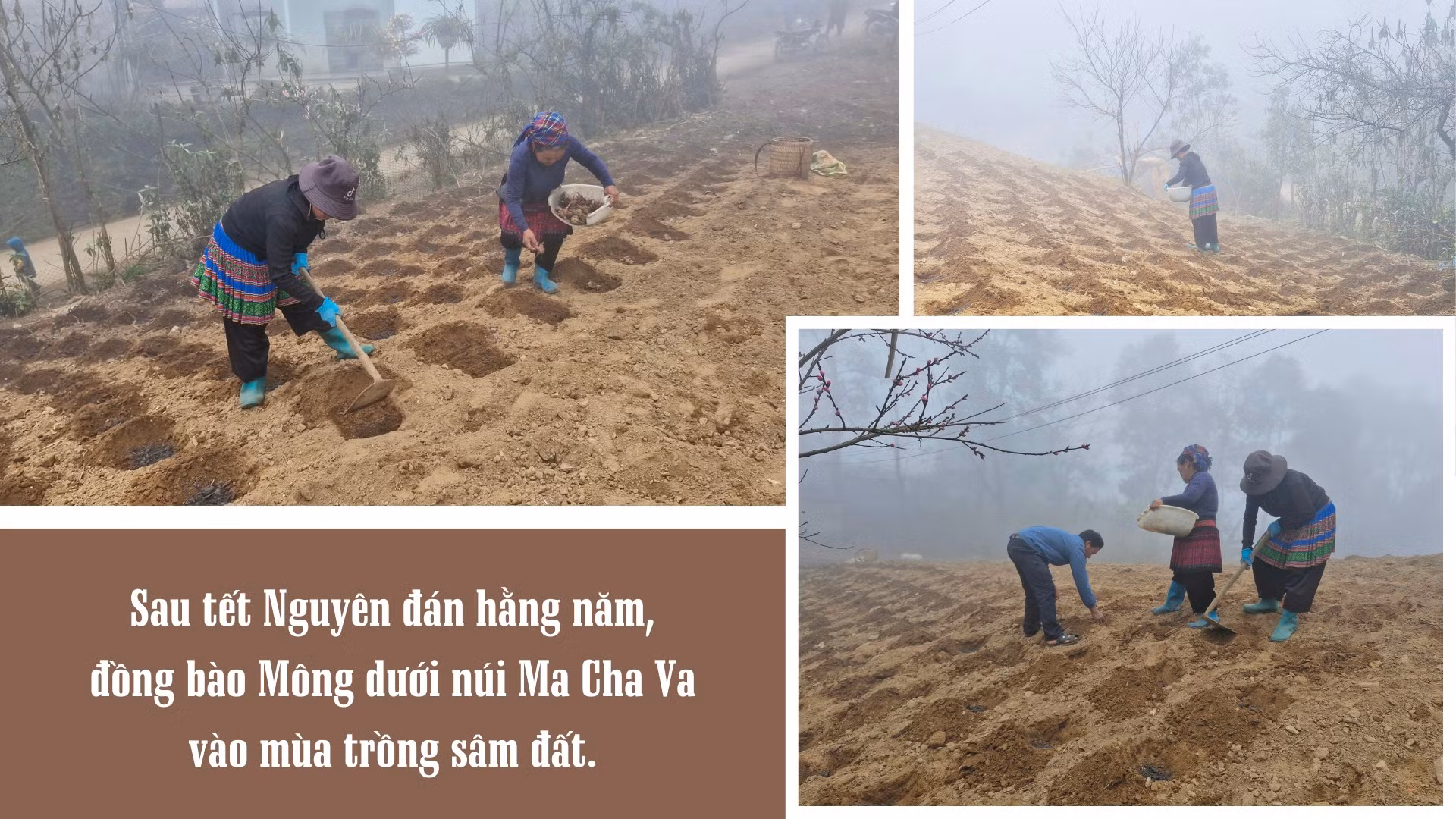 mua-trong-sam-dat-tren-mui-da-ma-cha-va-5.png