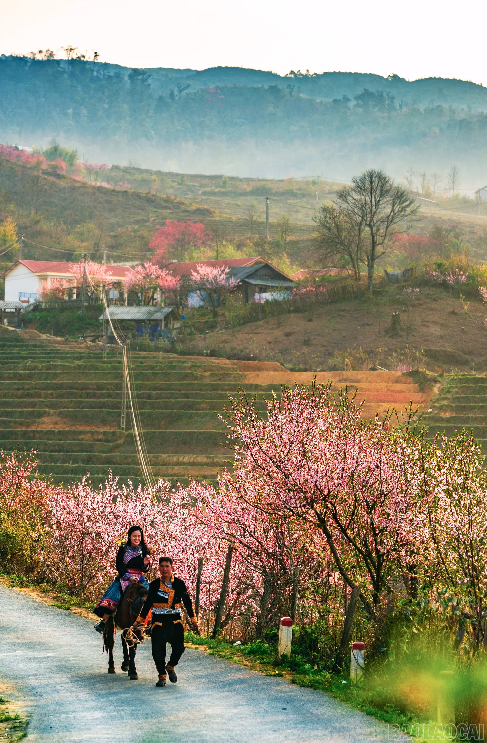 baolaocai-br_sac-xuan.jpg