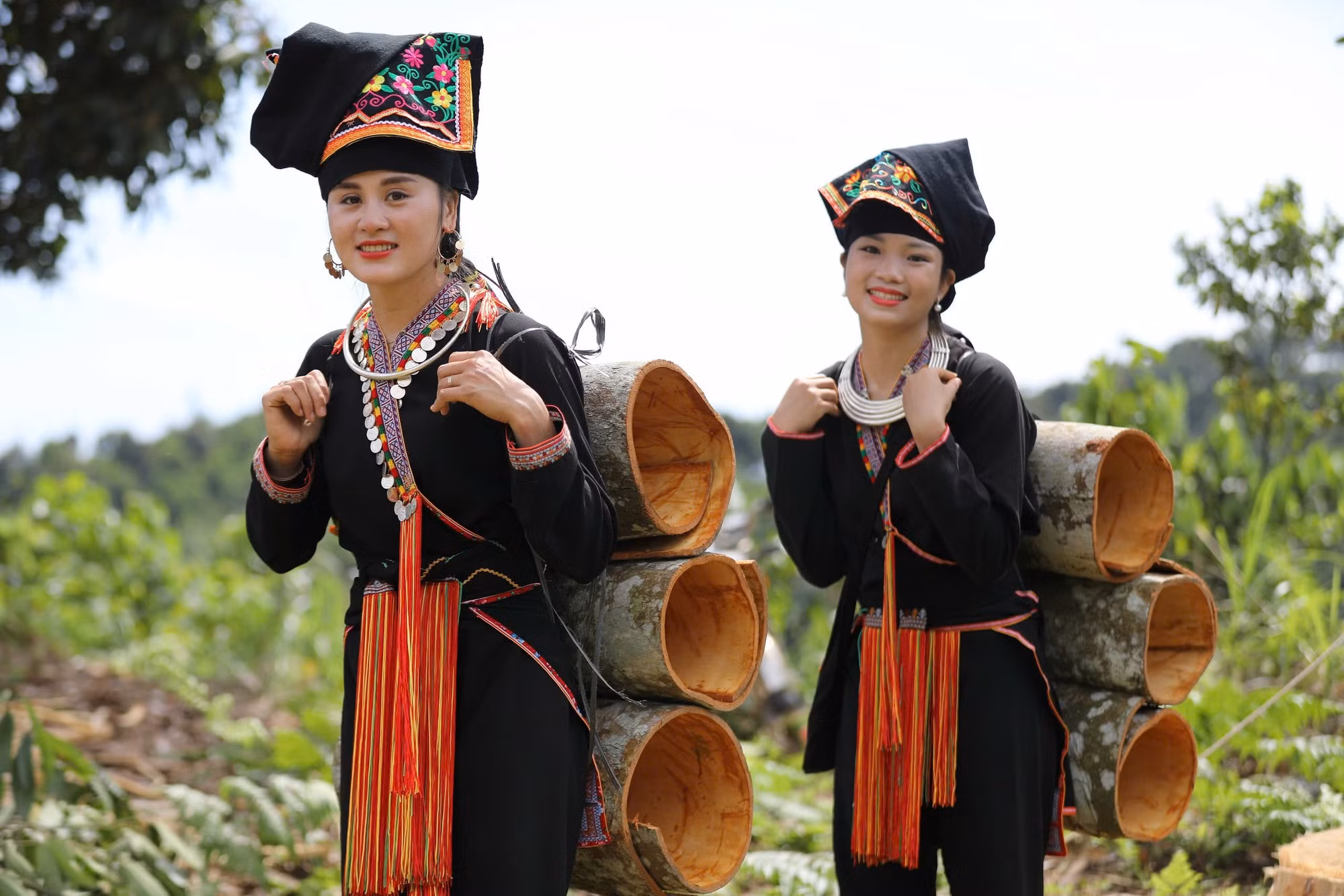 Lào Cai là một trong những tỉnh có diện tích trồng quế lớn của cả nước.