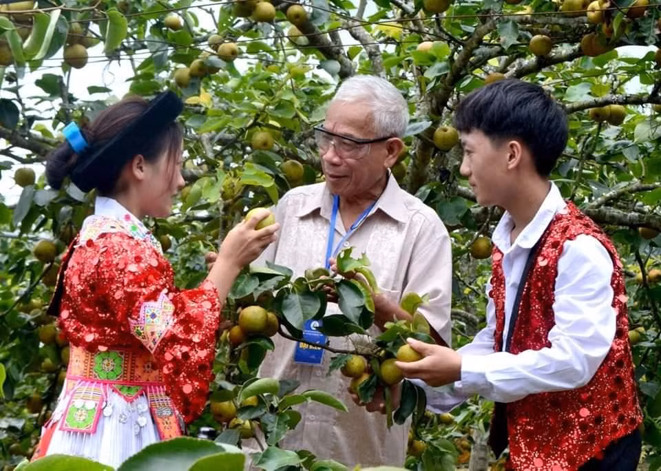 mùa lê tai nung Nậm Pung, 5-2023.jpg