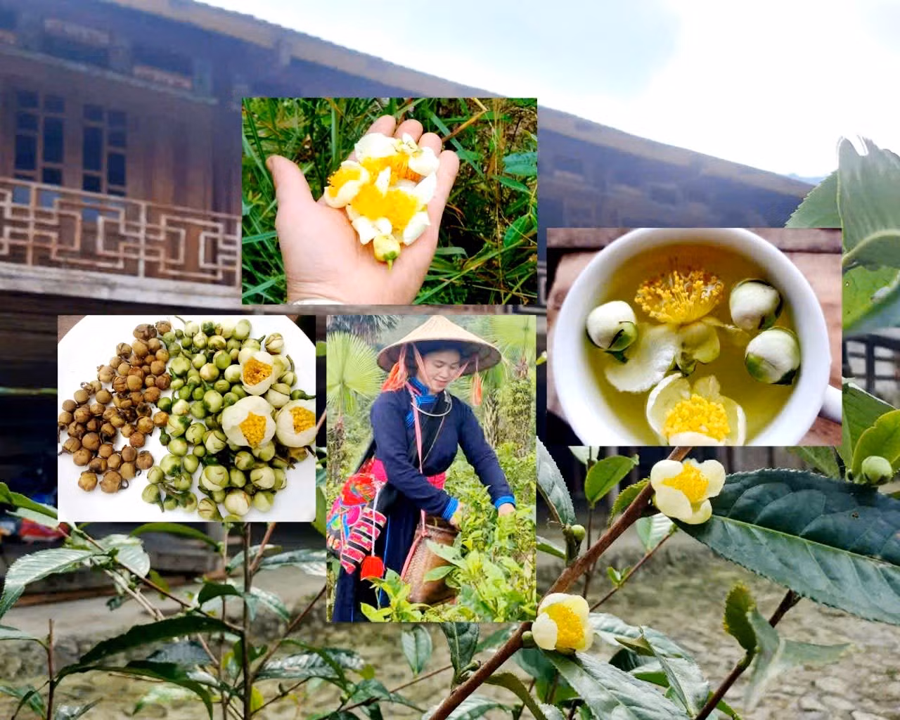 len-ban-lien-vao-mua-hoa-che-shan-tuyet-no-moi-nguoi-se-duoc-thuong-thuc-tra-hoa.jpg