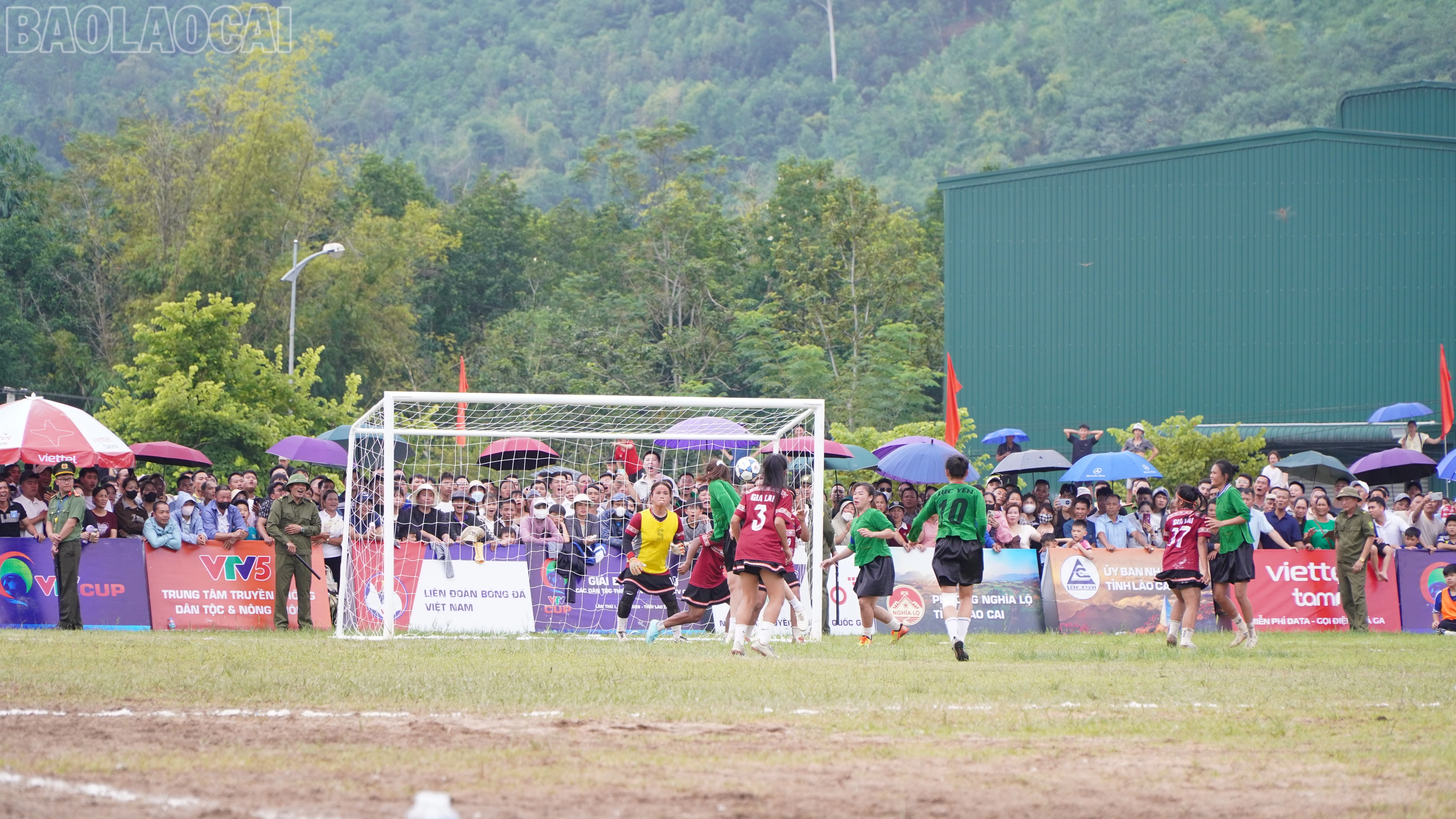 baolaocai-tl_beo03731.jpg