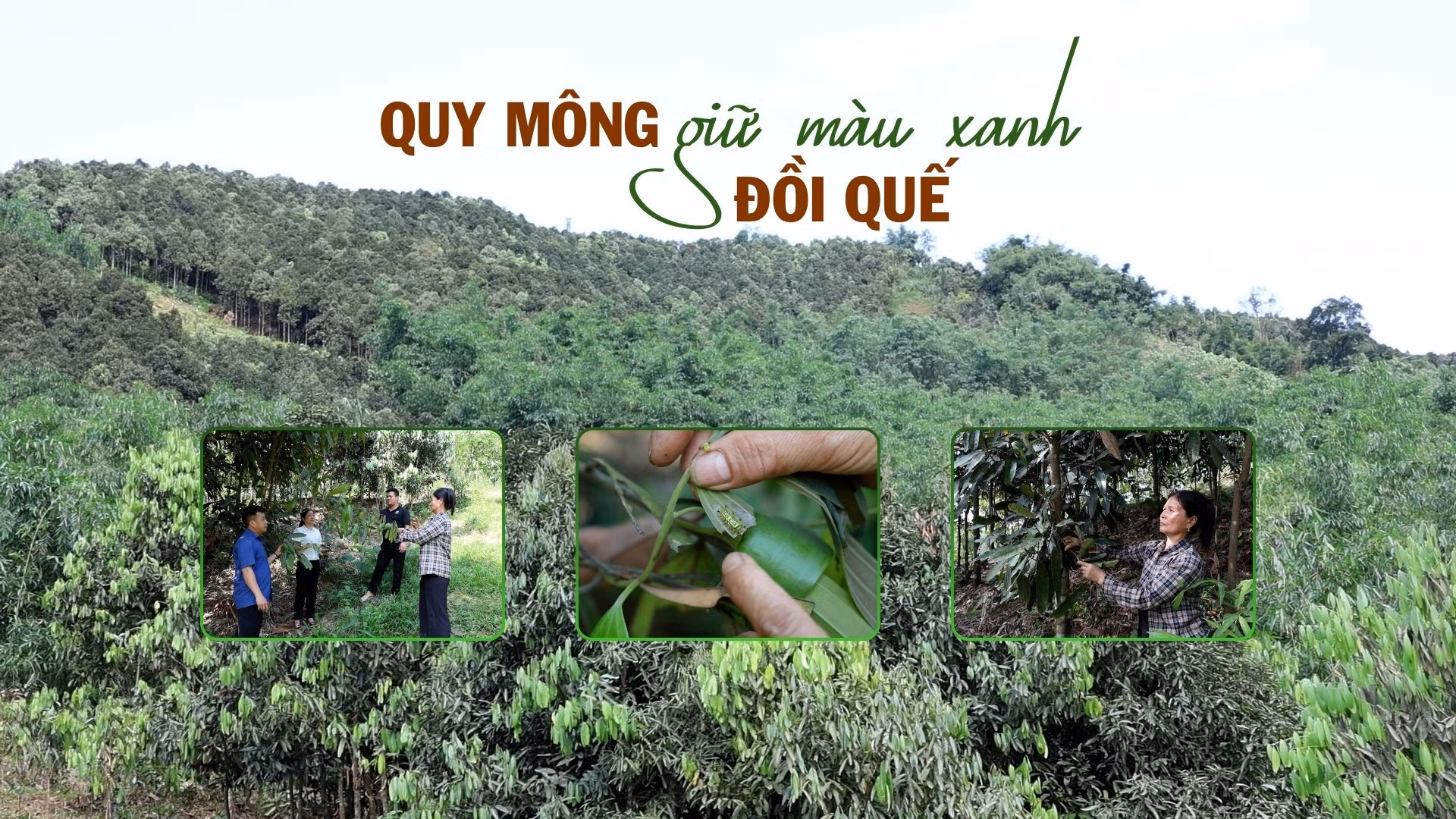 Quy Mông giữ màu xanh đồi quế