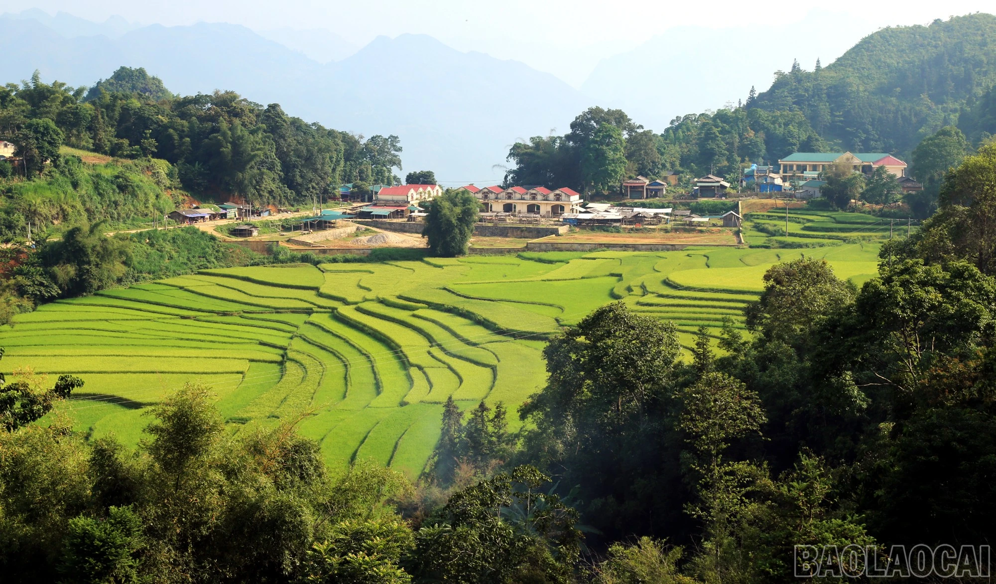 baolaocai-br_img-6101c.jpg