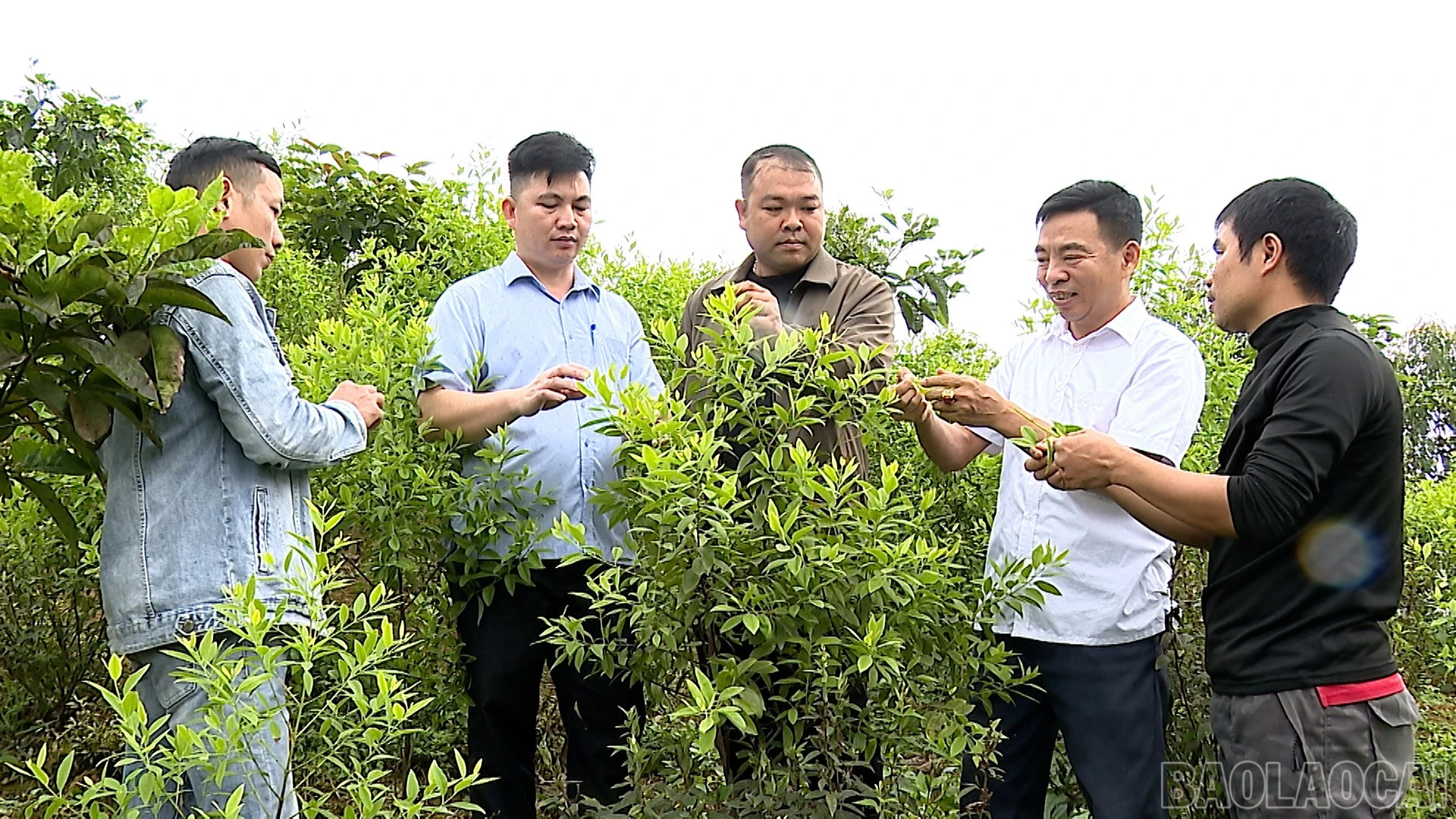 baolaocai-br_anh-dan-huong-4.jpg