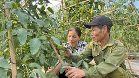Yen Bai Farmers Actively Grow Vegetables Using Safe Practices