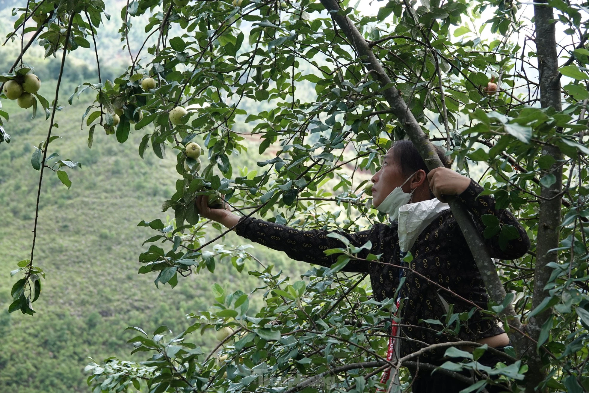 Anh Giàng A Ký (ở xã Lao Chải) cho biết năm nay quả sơn tra giá bán trung bình khoảng 5 nghìn đồng/kg, thu nhập khoảng 300.000 đồng/ngày.