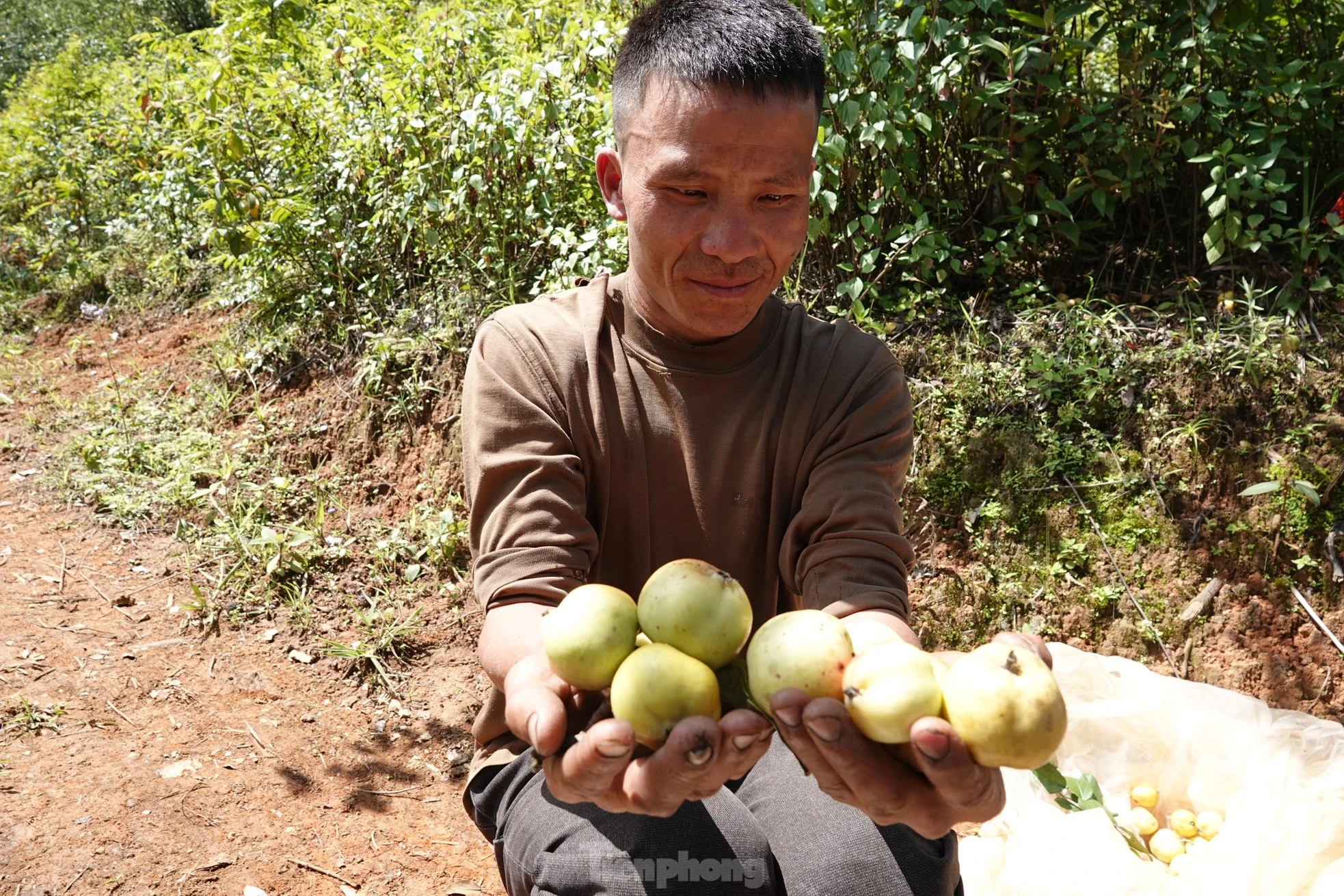 Ngoài ra, người dân còn được khuyến khích trồng các loại cây sơn tra mới giúp nâng cao năng suất, chất lượng quả để đảm bảo nguồn cung ứng cho thị trường.