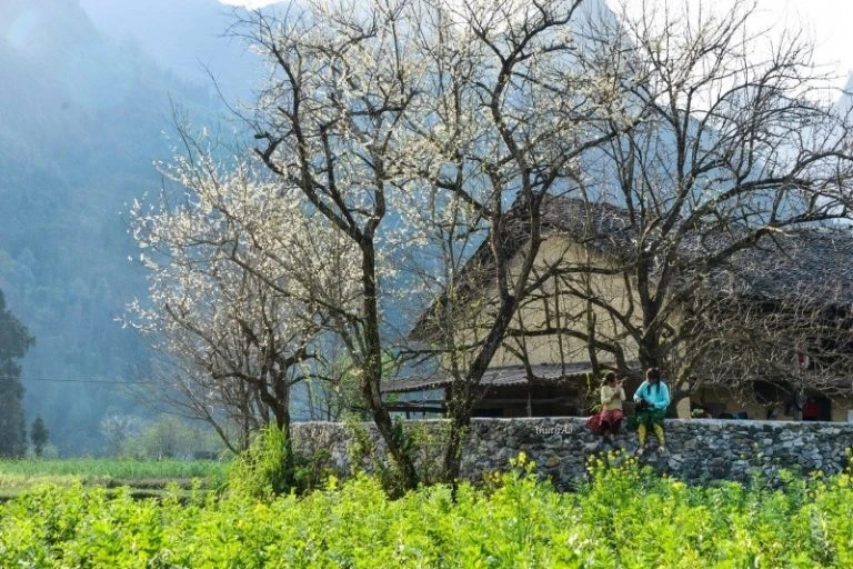 Vào xuân, quanh nhà là vườn cải vàng toả hương trong nắng, khoe sắc với những cành đào phai, những bông lê trắng.