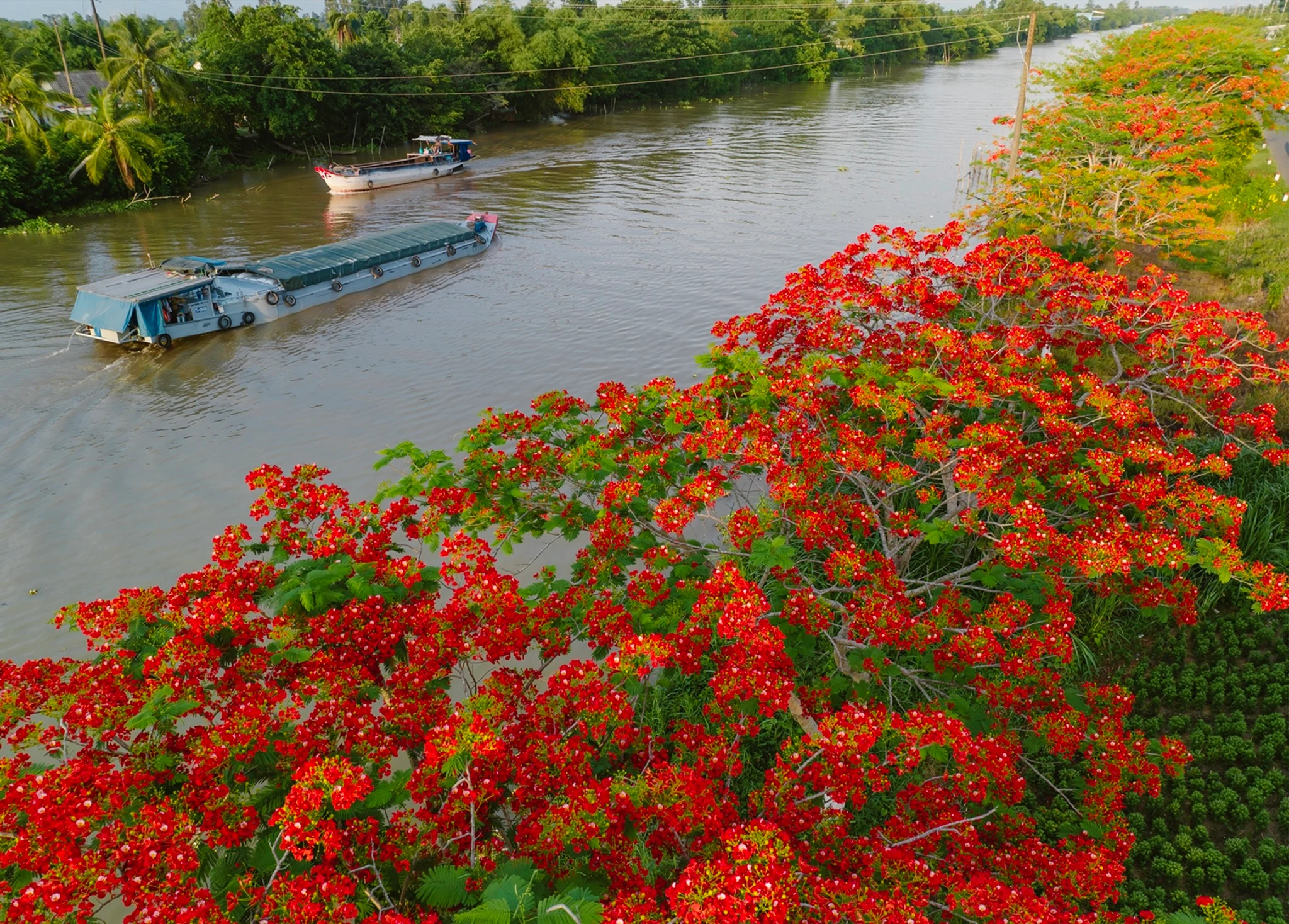 Hàng phượng vĩ tại Lấp Vò (Đồng Tháp).