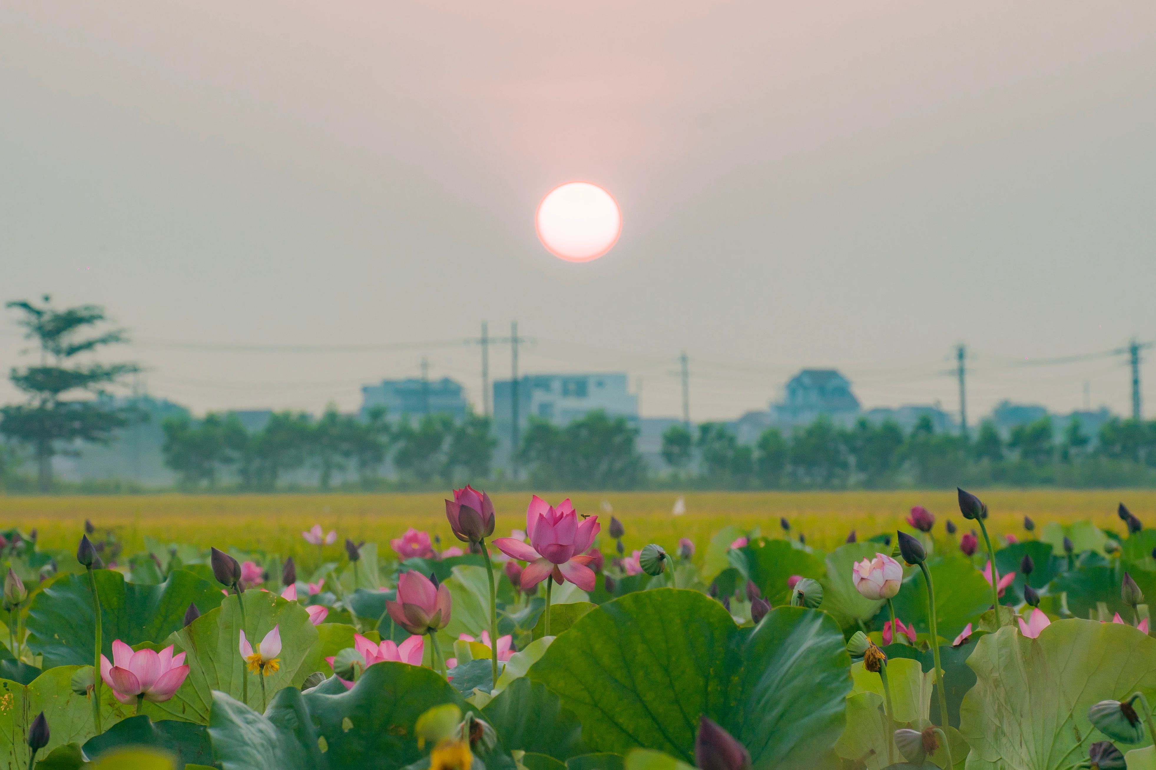 Hồ sen tại làng La Chữ (Huế).