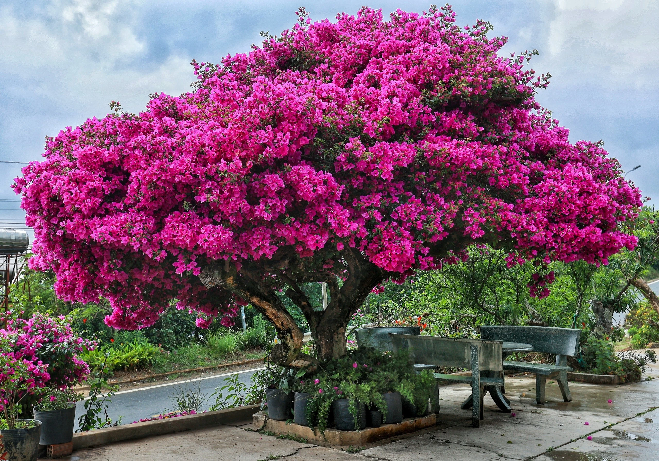 Cây hoa giấy có tuổi đời 34 năm ở đèo D'ran (Đà Lạt).