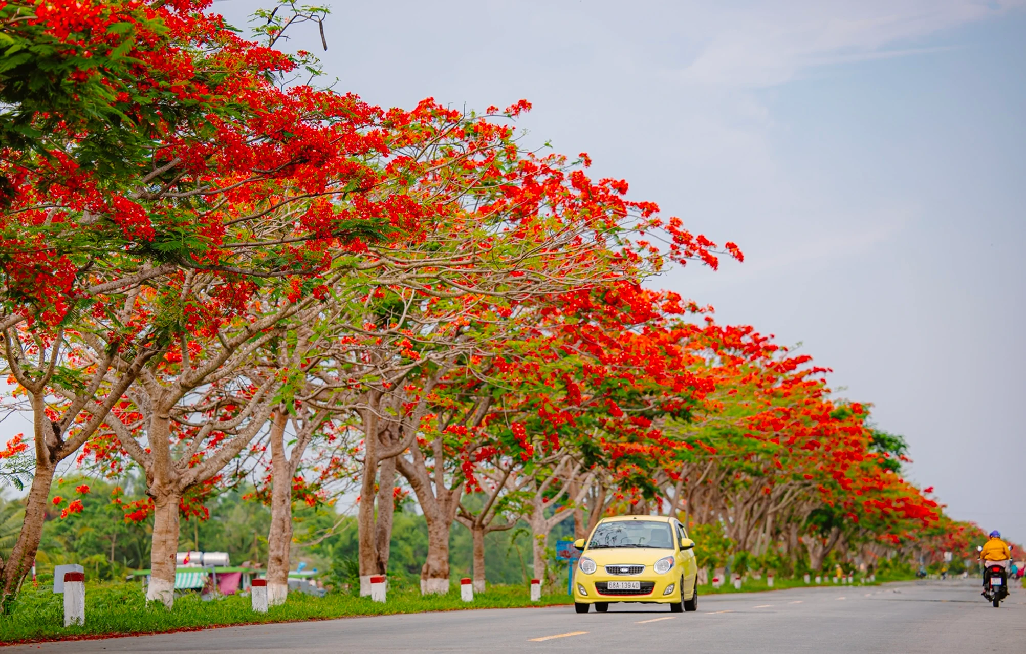 Hàng phượng vĩ tại Lấp Vò (Đồng Tháp).